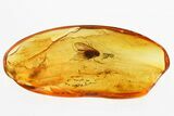 Two Fossil Caddisflies (Trichoptera) In Baltic Amber #315370-1